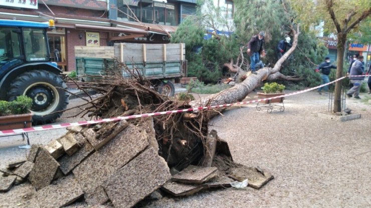 Manisa’da Asırlık Çam Ağaçları Bir Bir Devriliyor