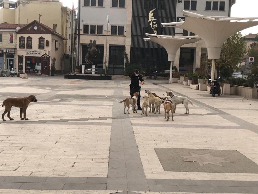 Sındırgı Sokakları Sokak Hayvanlarına Kaldı