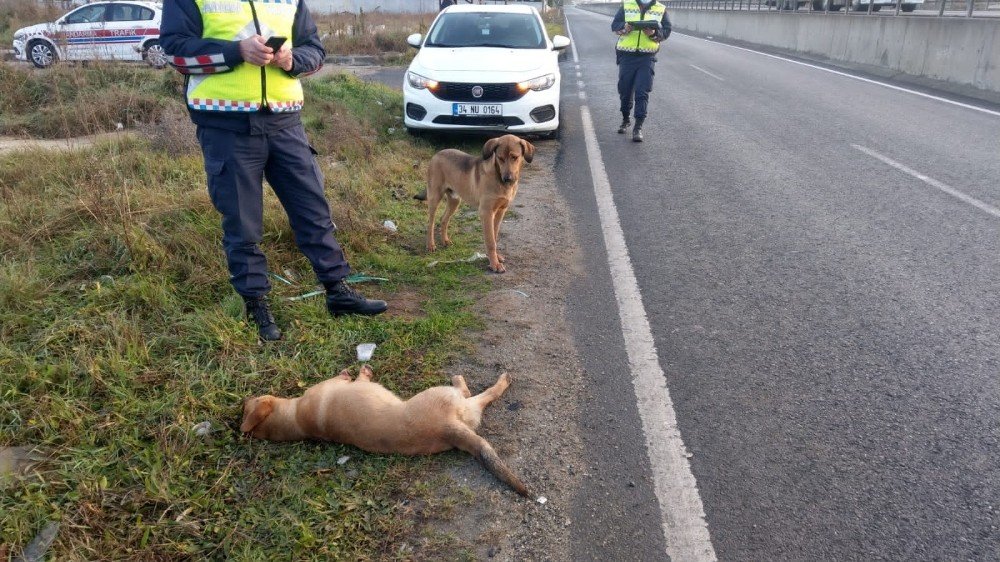 Yaralı Köpeğe Jandarma Ekipleri Sahip Çıktı