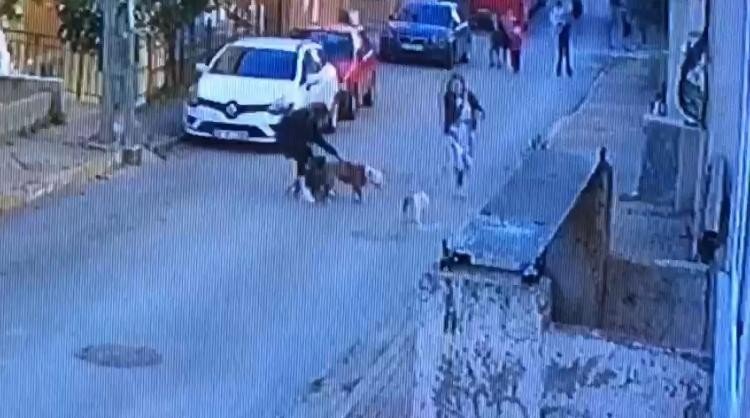 Ataşehir’de Pitbull Dehşeti Kamerada