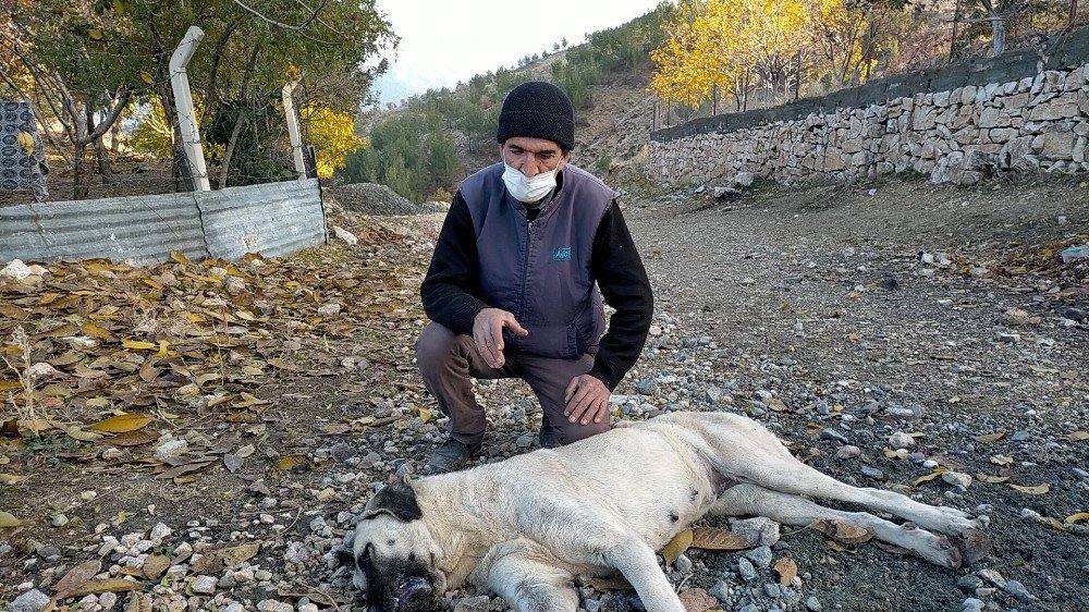 Harmanlı’da Köpekler Zehirleniyor İddiası