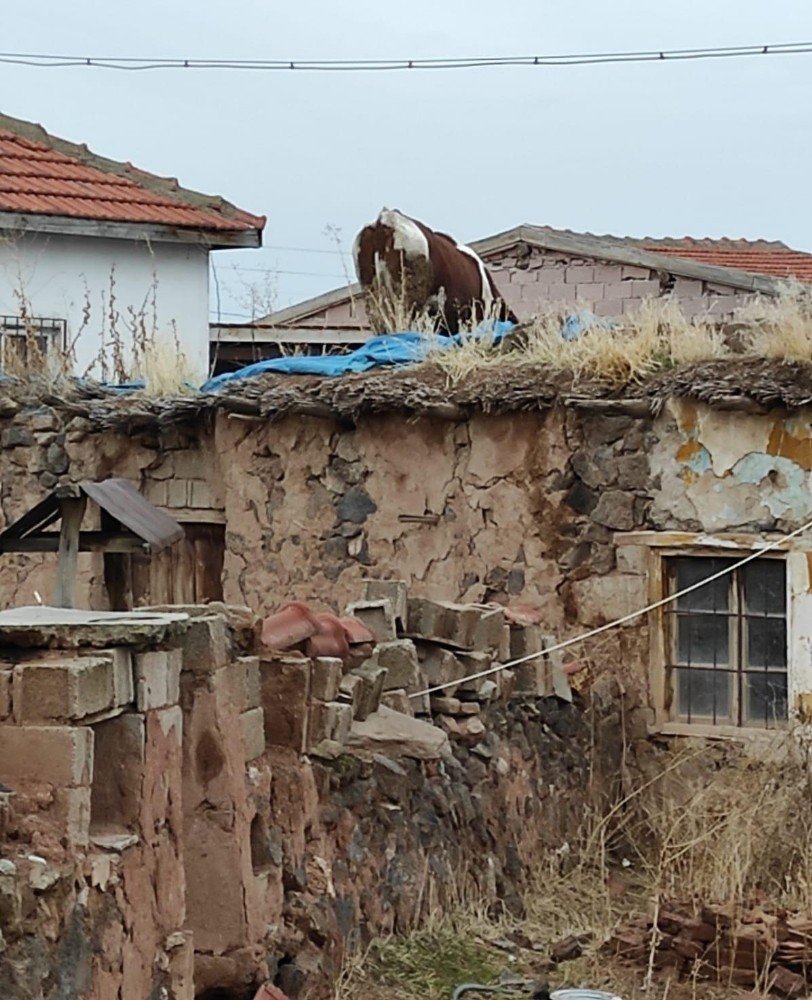 Dama Çıkan İnek Vinçle İndirildi