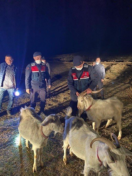 Ağıldan Kaçan Küçükbaşları Jandarma Buldu