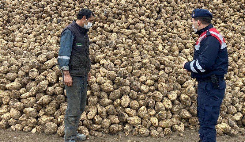 Tarladan 20 Ton Şeker Pancarı Çaldı