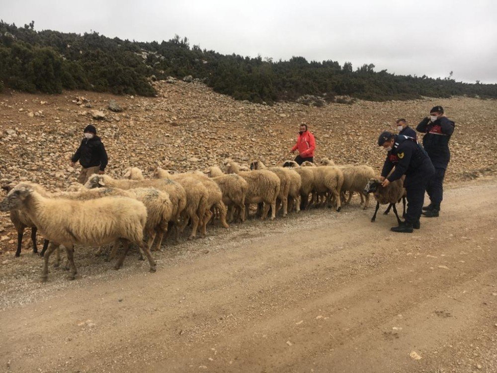 Isparta’da Çalınan Koyunları Jandarma Buldu