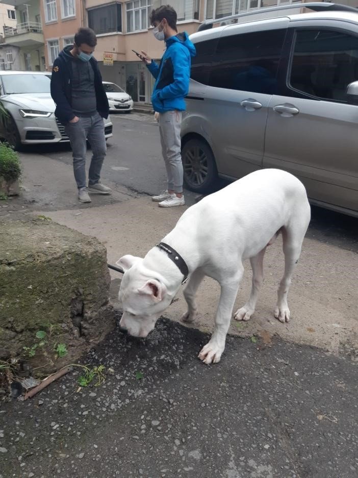 Hapis Cezası İle Aranan Şüpheli Yasak Irk Köpekle Yakalandı