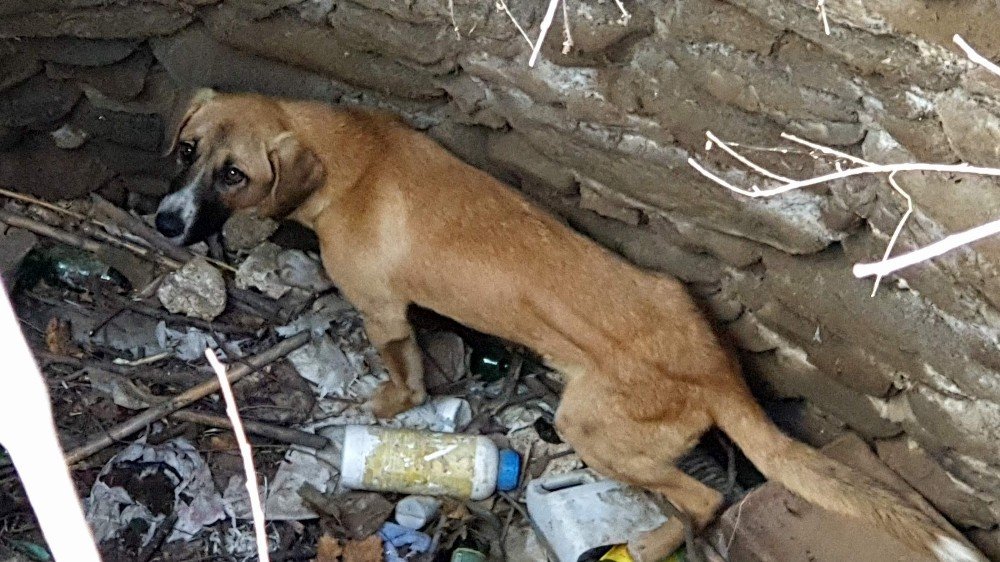 Kuyuya Düşen Köpeği İtfaiye Kurtardı