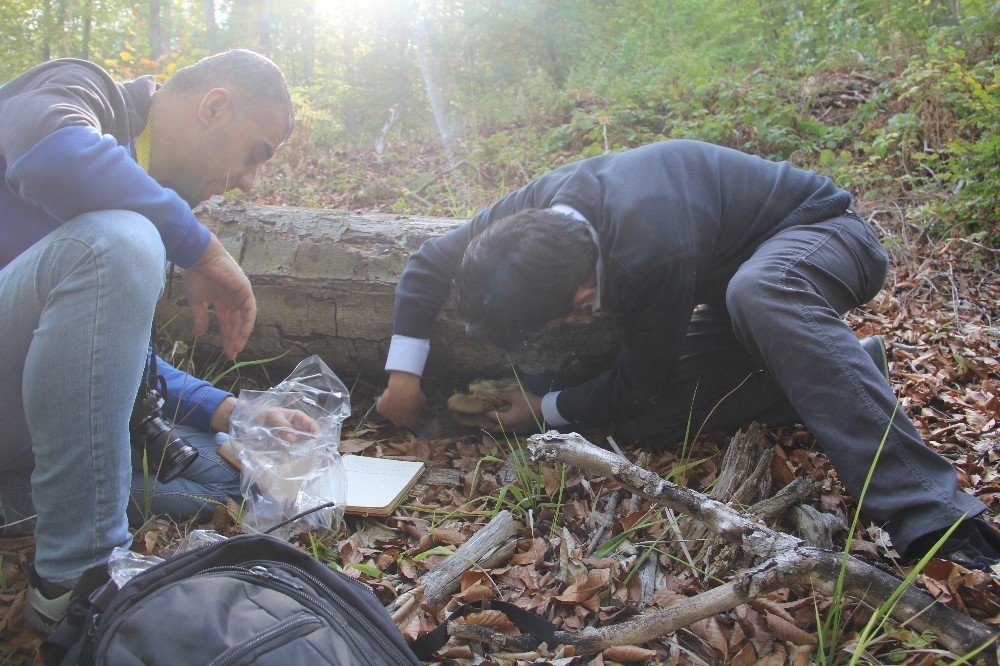 Kastamonu Ormanlarında Yetişen Aslan Yelesi Mantarıyla Alzaymır Hastalığı Tedavi Edilecek