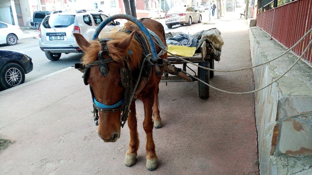 Sahibinden Kaçan Başıboş At Trafikte Tehlike Saçtı