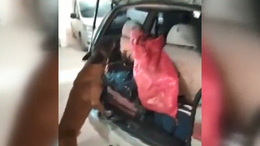 Narkotik Köpeği Gizlenen 2 Kilo 700 Gram Esrarı Böyle Buldu