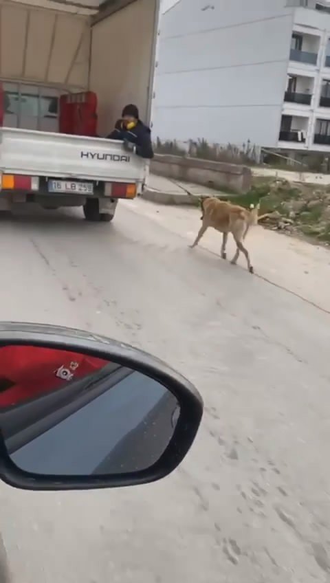 Köpeği Kamyonetin Arkasında Sürükledi