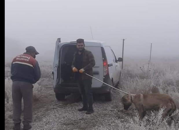 Yaralı Köpek İçin Seferber Oldular