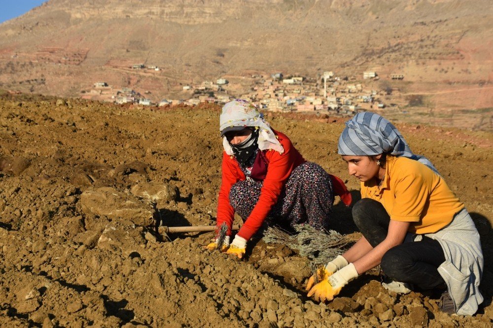 Mardin’de Lavanta Bahçesi Oluşturuldu