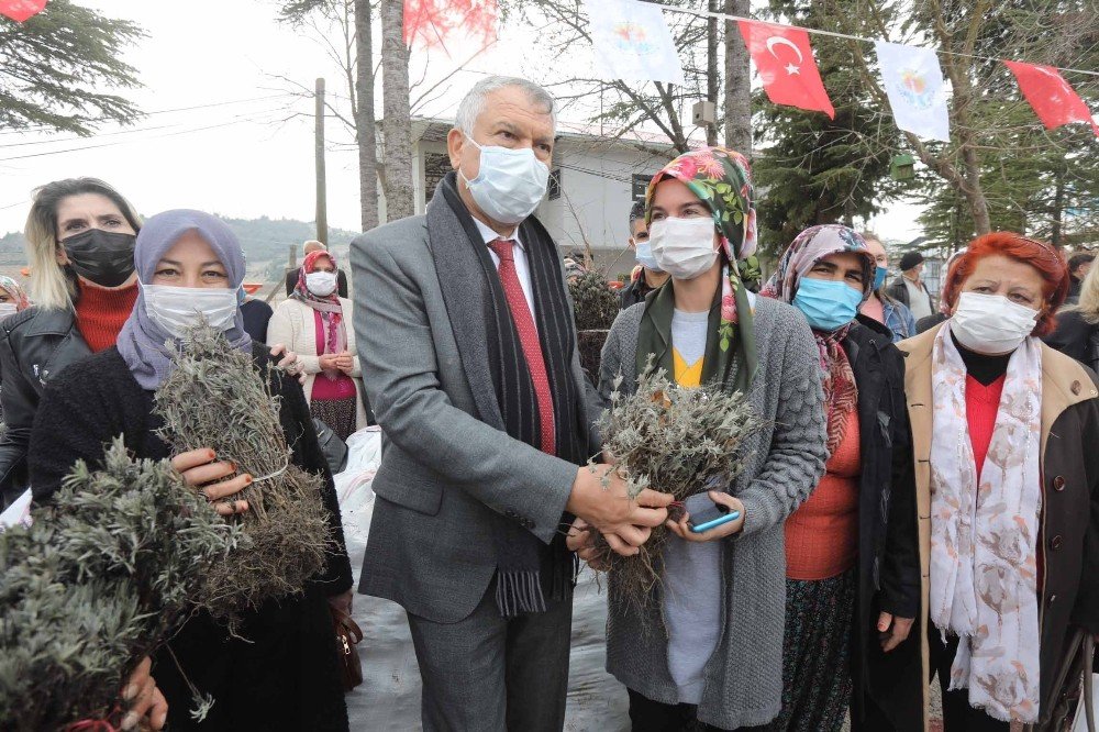 Kadın Üreticilere Lavanta Fidesi