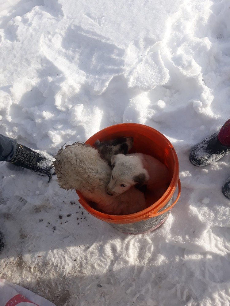 Fosseptik Çukuruna Düşen Yavru Köpekler Kurtarıldı