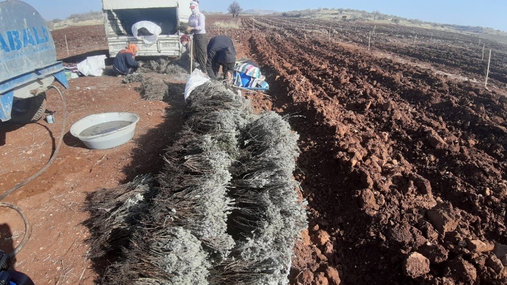 Mardin’de, Üretimi Rağbet Gören Fıstık Ve Lavanta Aynı Tarlada Toprakla Buluştu