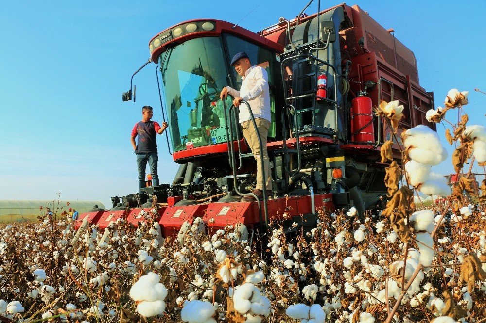 Pamuğun Fiyatı, 1 Lira 20 Kuruşluk Devlet Desteği İle 7 Lira 20 Kuruşa Çıktı.