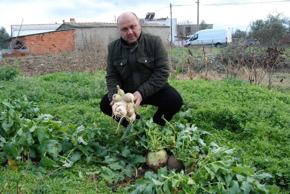 Bahçesinde Dev Turp Yetiştirdi