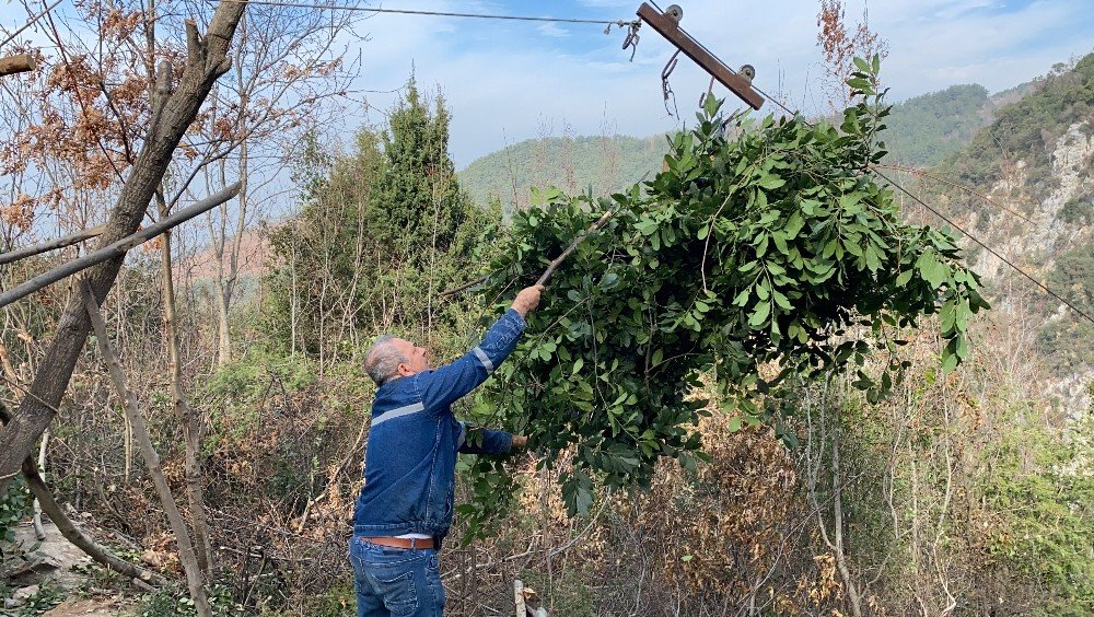 Amanoslarda Teleferikli Defne Yaprağı Hasadı