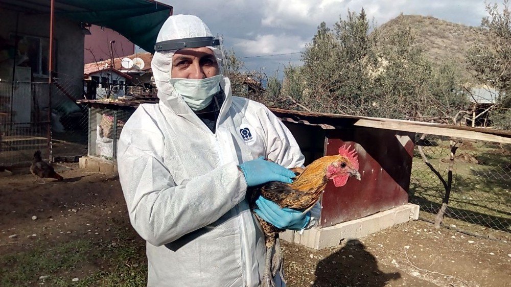 Kentin Simgesi Denizli Horozları Yüksek Hijyenle Korunuyor