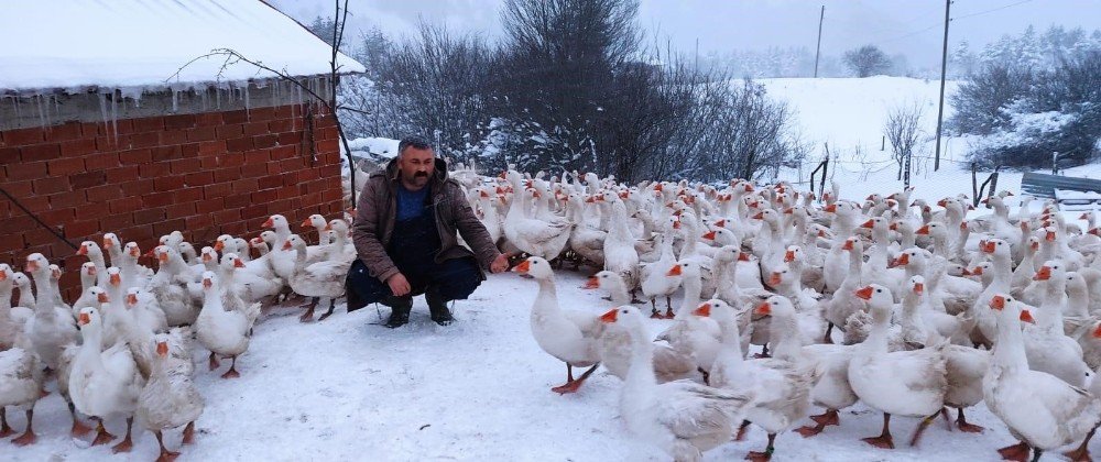 Yaylalar Kazlarla Şenlendi