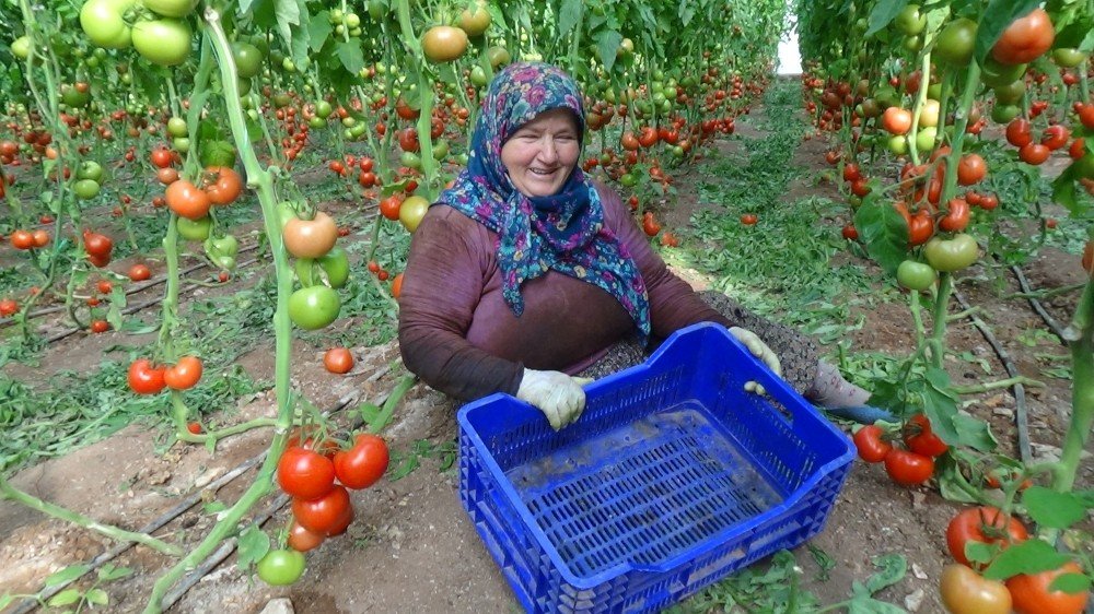 Tarla İle Market Arasındaki Fiyat Farkı Üreticiyi Çileden Çıkardı