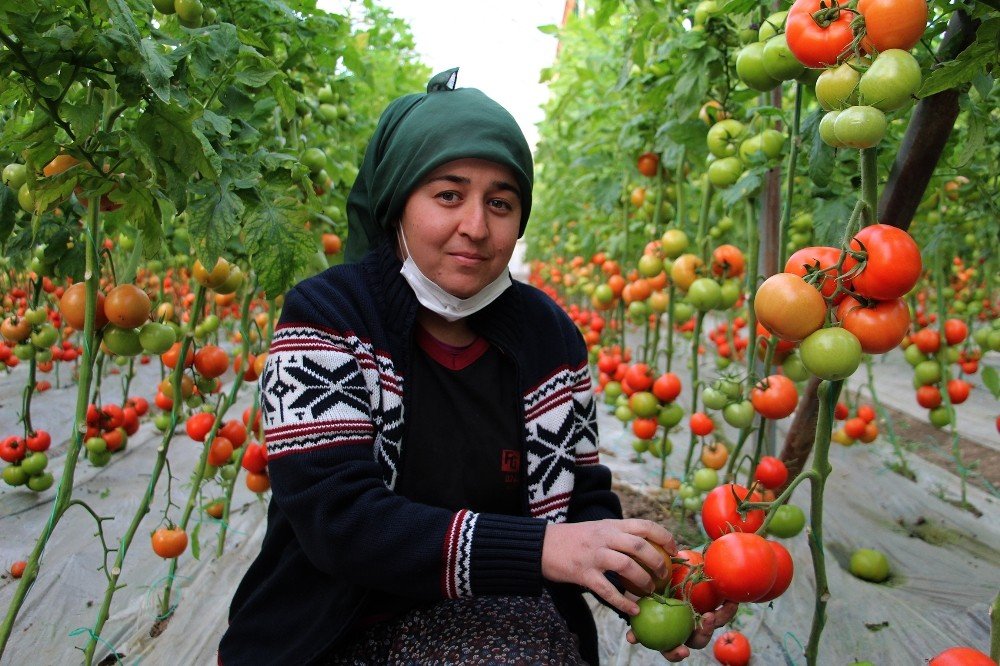 Antalyalı Domates Üreticilerinden Aracı Tepkisi