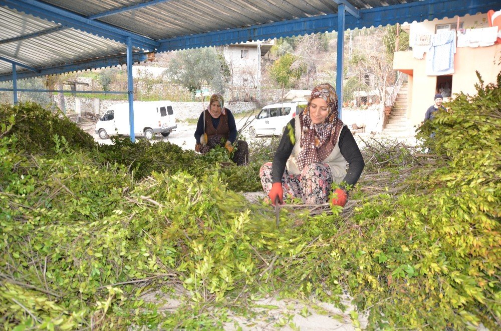 Köylünün Yeni Geçim Kaynağı Yaban Mersini Yağı