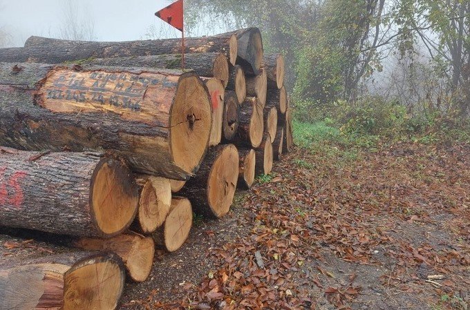 Meşe Tomruklar Rekor Fiyata Satıldı