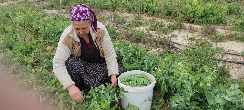 Araka Hasadı 2 Ay Önce Başladı