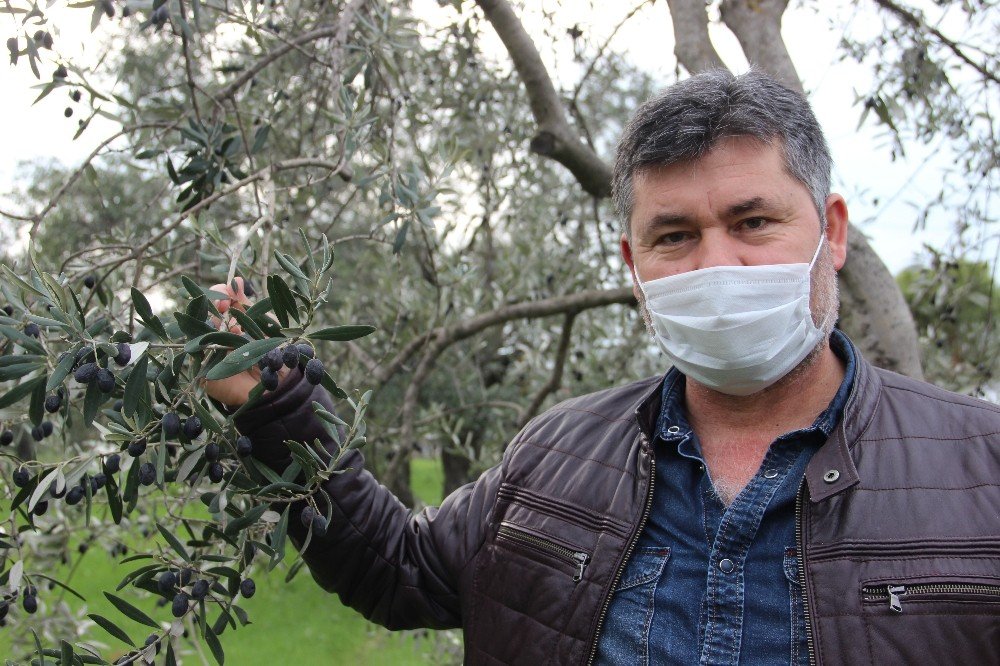 Manisa’da Zeytin Üreticisinin Yüzü Güldü