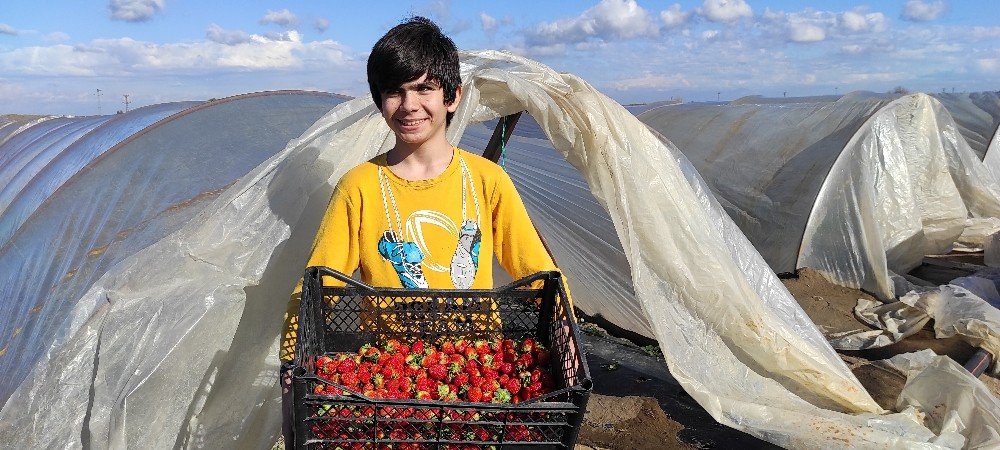 Mersin’de Çilek Hasadı Buruk Başladı