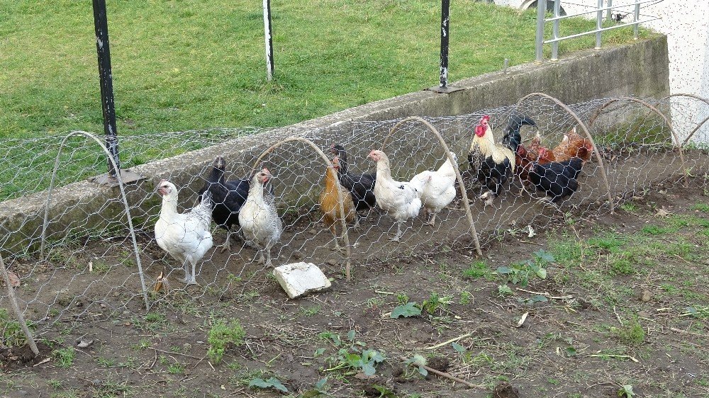 Komşular Arasındaki Tavuk Kavgası ’tavuk Tüneli’ İle Son Buldu