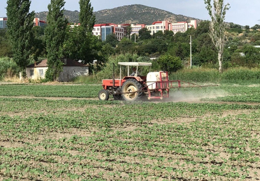 Ziraat Fakültesi Desteğiyle Kuraklığa Dayalı Pamuk Tohumu Geliştirildi