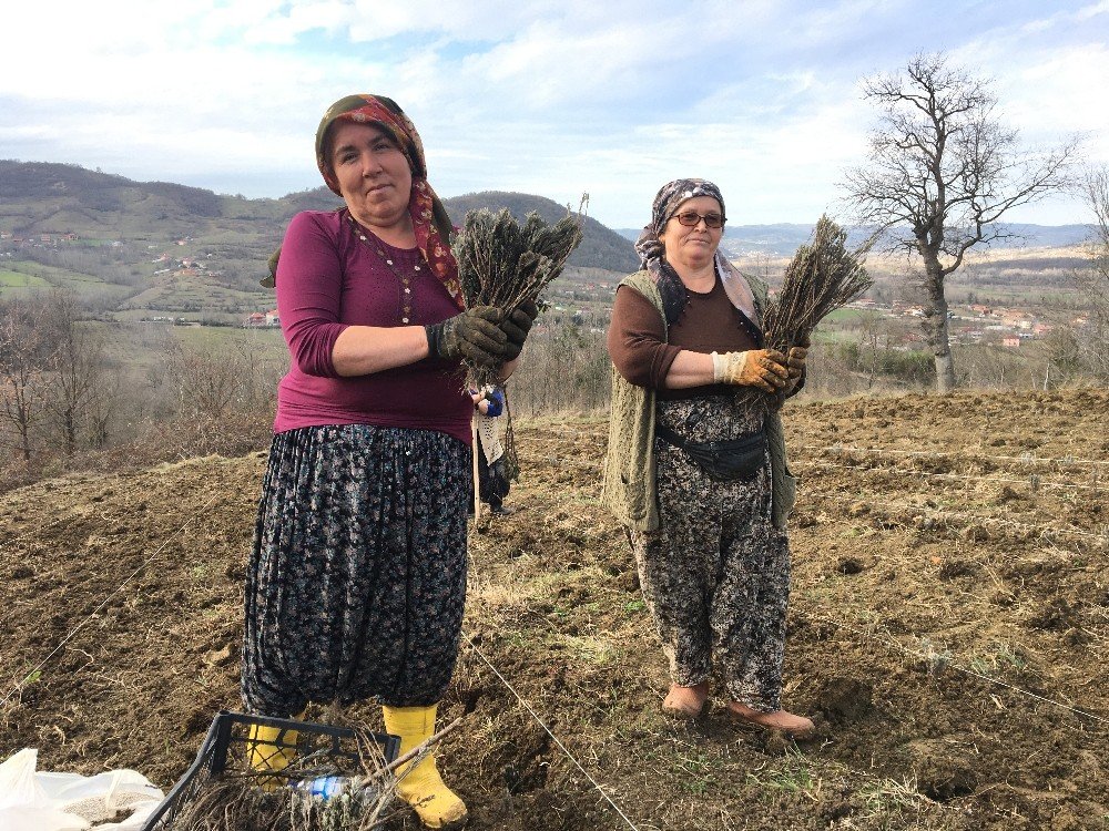 Bartın’da Lavanta Bahçeleri Kuruluyor