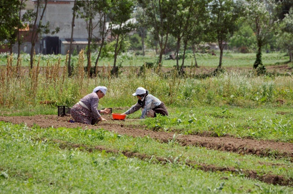 Tarımda Büyükşehir Damgası