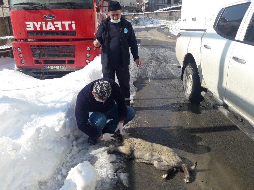 Hakkari Belediyesi Can Dostların Yaralarını Sarıyor