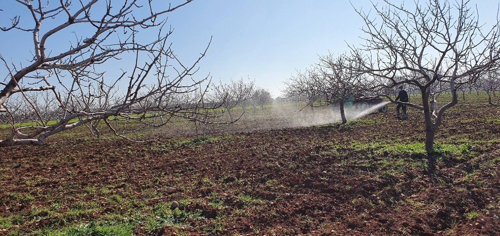 Fıstık Ağaçları İlaçlanmaya Başlandı