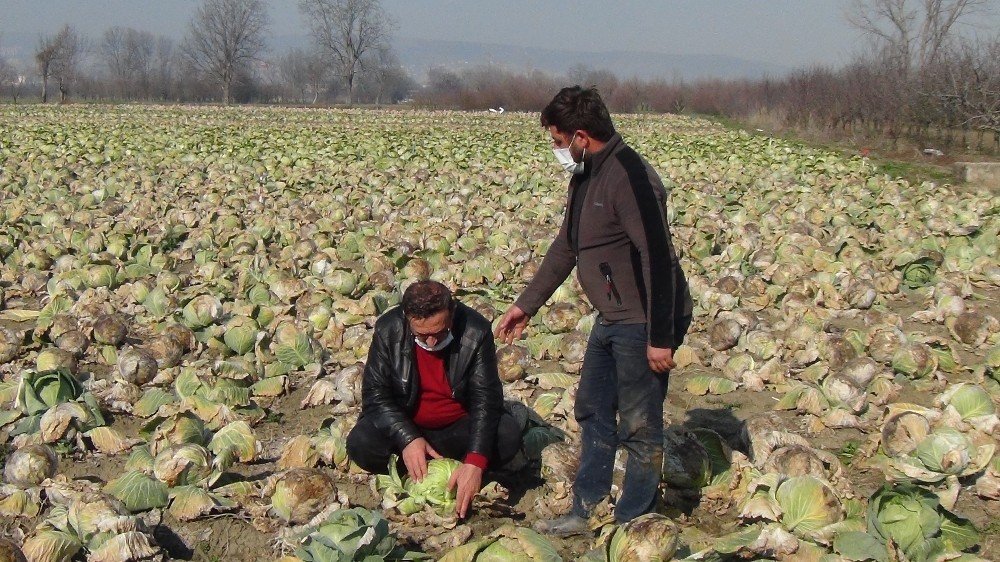 Üreticiler Ürünlerde Tarladan Markete Gidene Kadar Yaşanan Artıştan Şikayetçi