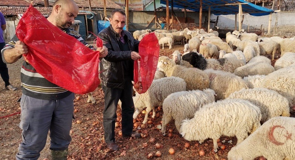 Fiyatıyla Gündem Olmuştu, Şimdi Koyunlara Yediriliyor