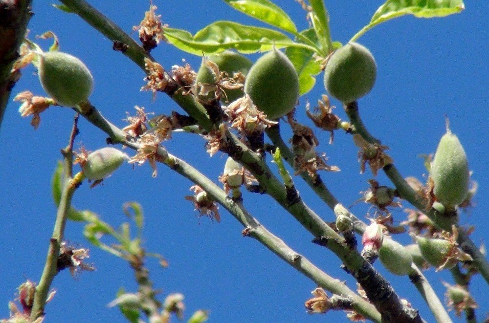 Çağla-badem Hasadı Başlıyor