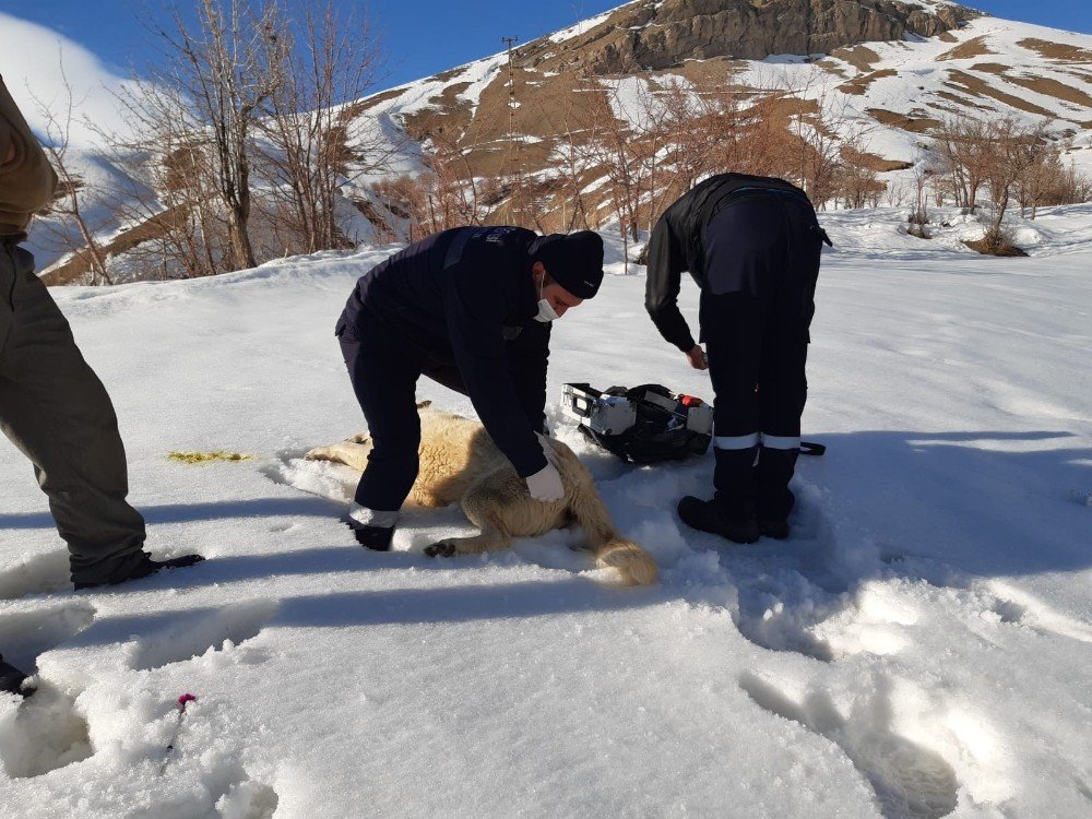 Zehirlenen Köpeğe İlk Müdahale