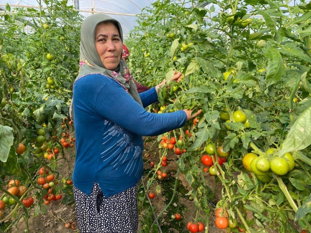 Domates Üreticisi Sera İle Tezgahtaki Fiyat Farkına Kendi De İnanamıyor