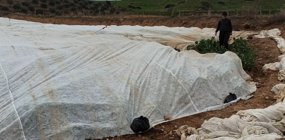 Bakla Ve Bezelye Üreticilerinden Don Tehlikesine Karşı Elyaf Örtülü Önlem