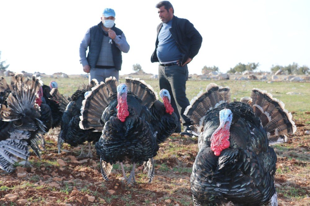 Satılık Hindi Bulamayınca Kendi İşini Kurdu