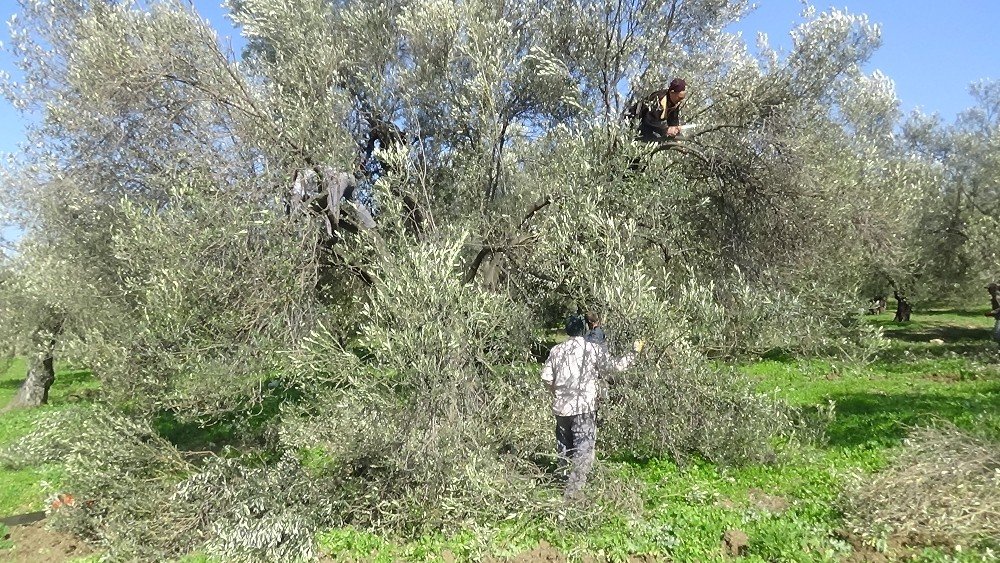 Zeytin Budama Atıkları Ekonomiye Kazandırılıyor