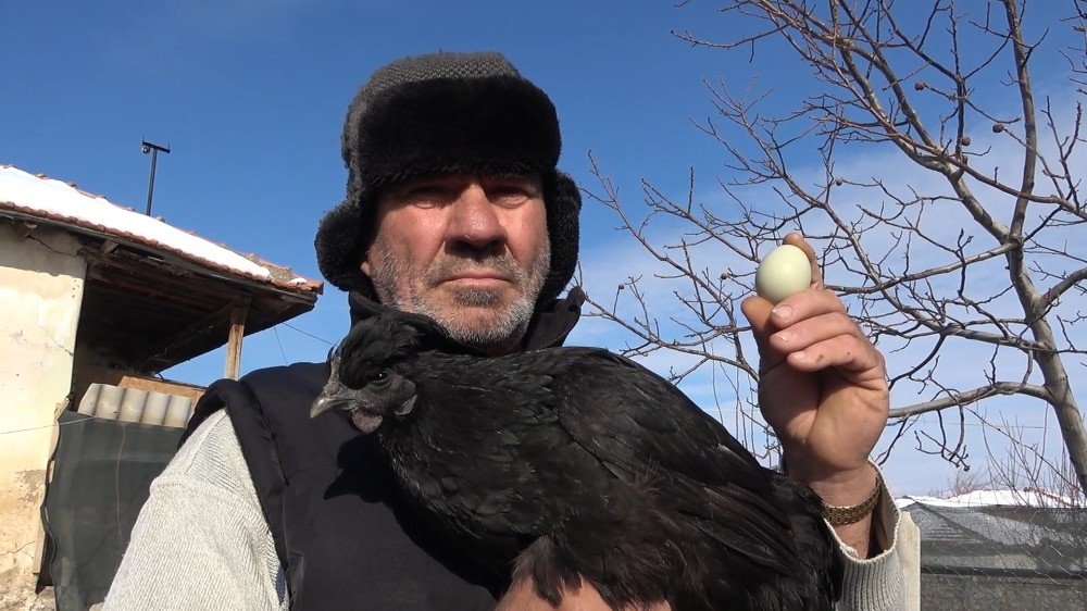 ’ayam Cemani’ Cinsi Horoz Ve Tavuk Görenleri Şaşırtıyor: İ̇ç Organları Dahi Kömür Karası