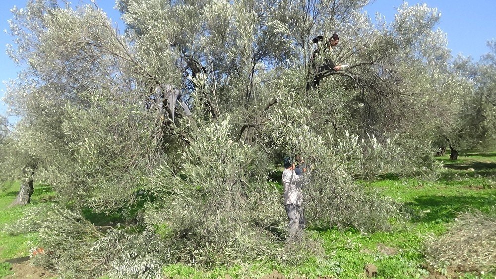 Zeytin Ağacının Soğuk Havaya Da İhtiyacı Var