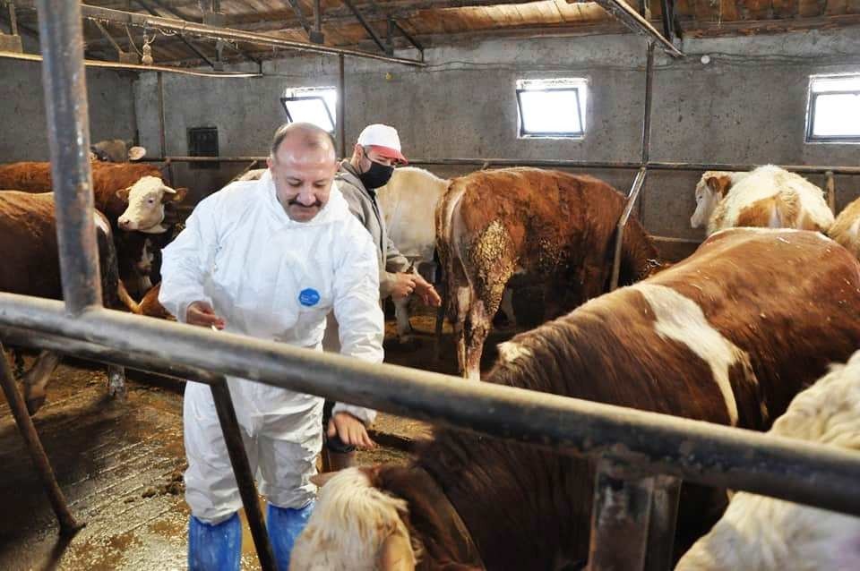 Kütahya’da Sonbahar Dönemi Şap Aşılama Kampanyası Başladı