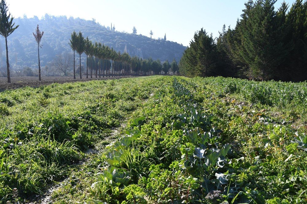 Adabahçe’de Kış Hasadı